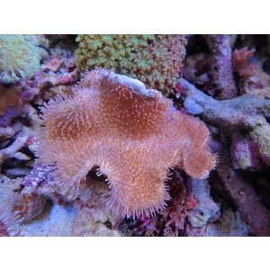 画像: 1029ウミキノコグリーン