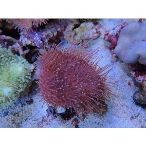 画像: 1029ウミキノコノーマルＭ01