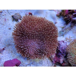 画像: 1029ウミキノコノーマルＭ02