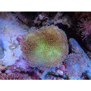 画像: 1029ウミキノコノーマルＭ03