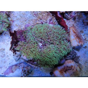 画像: 1029スターポリプグリーン02