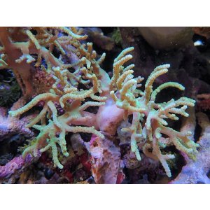 画像: 1029ヤナギカタトサカグリーン01