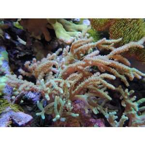 画像: 1029ヤナギカタトサカグリーン02