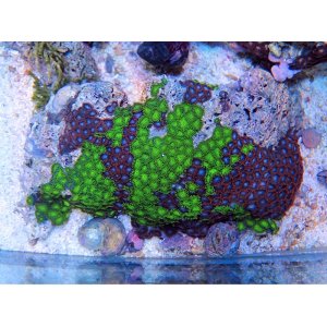 画像: 1029マメスナギンチャクツートン