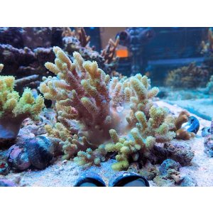 画像: 1029ナグラカタトサカ蛍光グリーン01