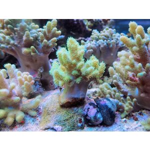 画像: 1029ナグラカタトサカ蛍光グリーン02