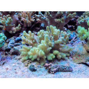 画像: 1029ナグラカタトサカ蛍光グリーン03