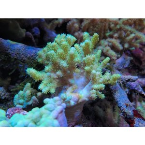 画像: 1029ナグラカタトサカ蛍光グリーン04