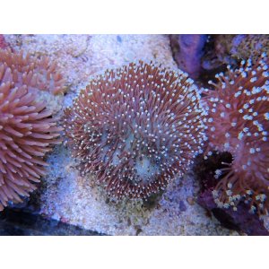 画像: 1116ウミキノコノーマルM03