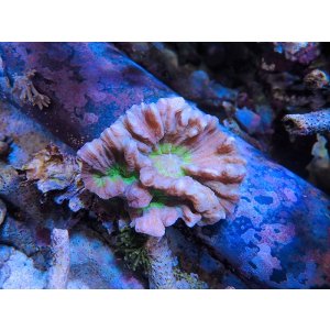 画像: 1116ウミバラ01