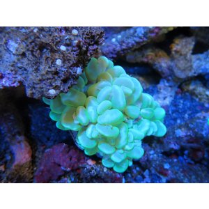 画像: 1116バブルコーラルグリーン01