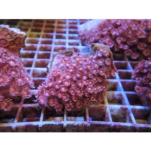 画像: 1116ハナガササンゴレッド03