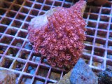 画像: 1116ハナガササンゴレッド04