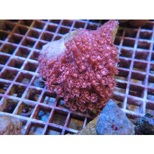 画像: 1116ハナガササンゴレッド04