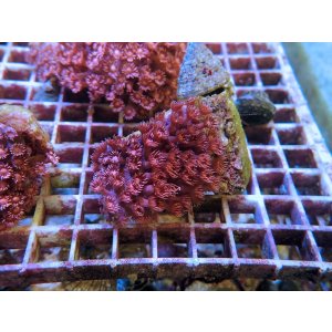 画像: 1116ハナガササンゴレッド05