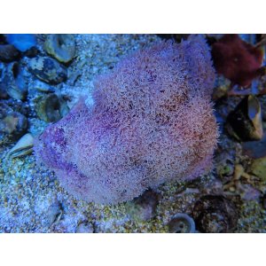 画像: 1116スターポリプホワイト