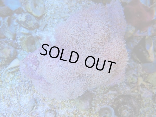 画像1: 1116スターポリプホワイト