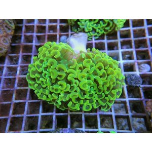 画像: 1116ナガレハナブランチイエロー01