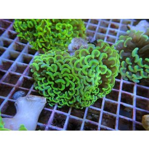 画像: 1116ナガレハナブランチイエロー02