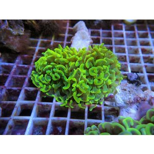 画像: 1116ナガレハナブランチイエロー03