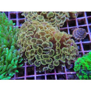 画像: 1116ナガレハナサンゴオレンジ（カット個体）01