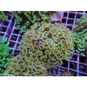 画像: 1116ナガレハナサンゴオレンジ（カット個体）02