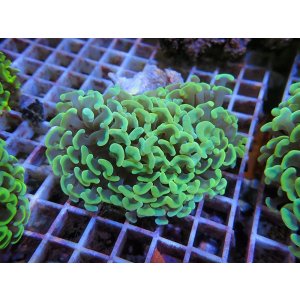 画像: 1116ナガレハナサンゴイエロー（カット個体）01