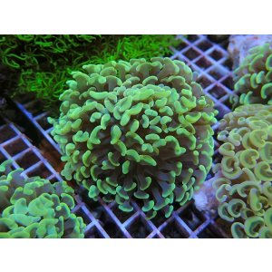 画像: 1116ナガレハナサンゴイエロー（カット個体）02