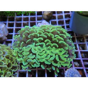 画像: 1116ナガレハナサンゴイエロー（カット個体）03