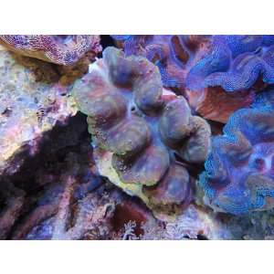 画像: 1116ヒメシャコガイM02