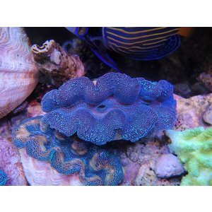 画像: 1116ヒメシャコガイM04