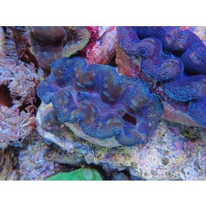 画像: 1116ヒメシャコガイM05