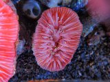 画像: 1116ウチウラタコアシサンゴピンク01