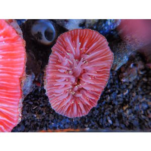 画像: 1116ウチウラタコアシサンゴピンク01