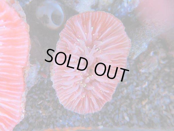 画像1: 1116ウチウラタコアシサンゴピンク01