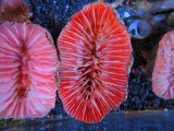 画像: 1116ウチウラタコアシサンゴピンク02