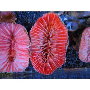 画像: 1116ウチウラタコアシサンゴピンク02