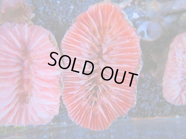 画像1: 1116ウチウラタコアシサンゴピンク02