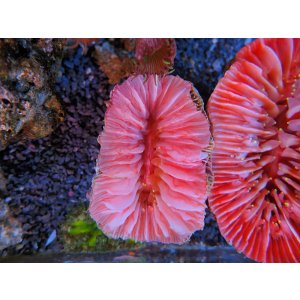 画像: 1116ウチウラタコアシサンゴピンク03