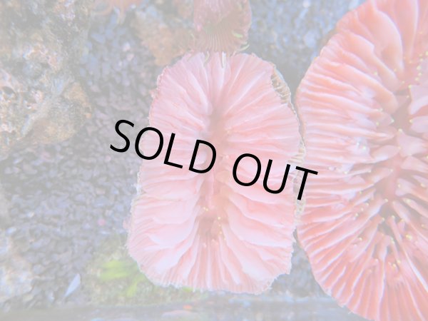 画像1: 1116ウチウラタコアシサンゴピンク03