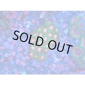 画像: HANNAオーシャンズファーム　アケビ・レッド（PM）