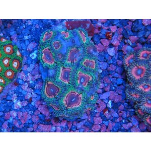 画像: HANNAオーシャンズファーム　ダフニー・ランドルド（PM）