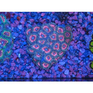 画像: HANNAオーシャンズファーム　ダフニー・ランドルド（Plus）