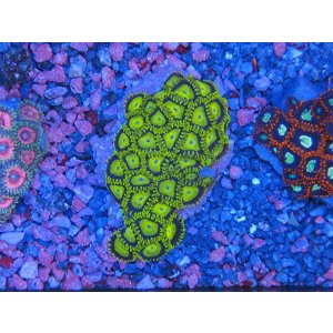 画像: HANNAオーシャンズファーム　ゴールドキウイ（PM）