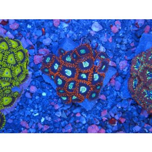 画像: HANNAオーシャンズファーム　ブラックエンジェル・触手レッド（SP）