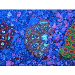 画像: HANNAオーシャンズファーム　マイクロコズム・レッド（SP）