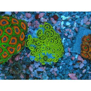 画像: HANNAオーシャンズファーム　ブライトアイズ・イエローゴールド（SP）