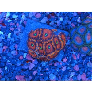 画像: HANNAオーシャンズファーム　ホライズン（SP）