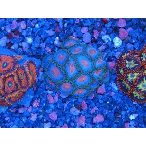 画像: HANNAオーシャンズファーム　ピーチブロッサム（SP）