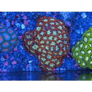 画像: HANNAオーシャンズファーム　カレイドスコープ・触手レッド（Plus）